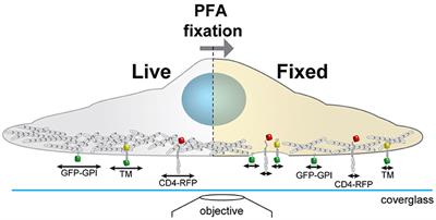 Fix Your Membrane Receptor Imaging: Actin Cytoskeleton and CD4 Membrane Organization Disruption by Chemical Fixation